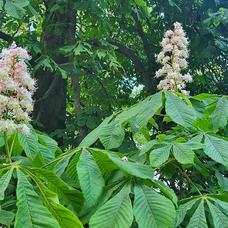 Julietta *